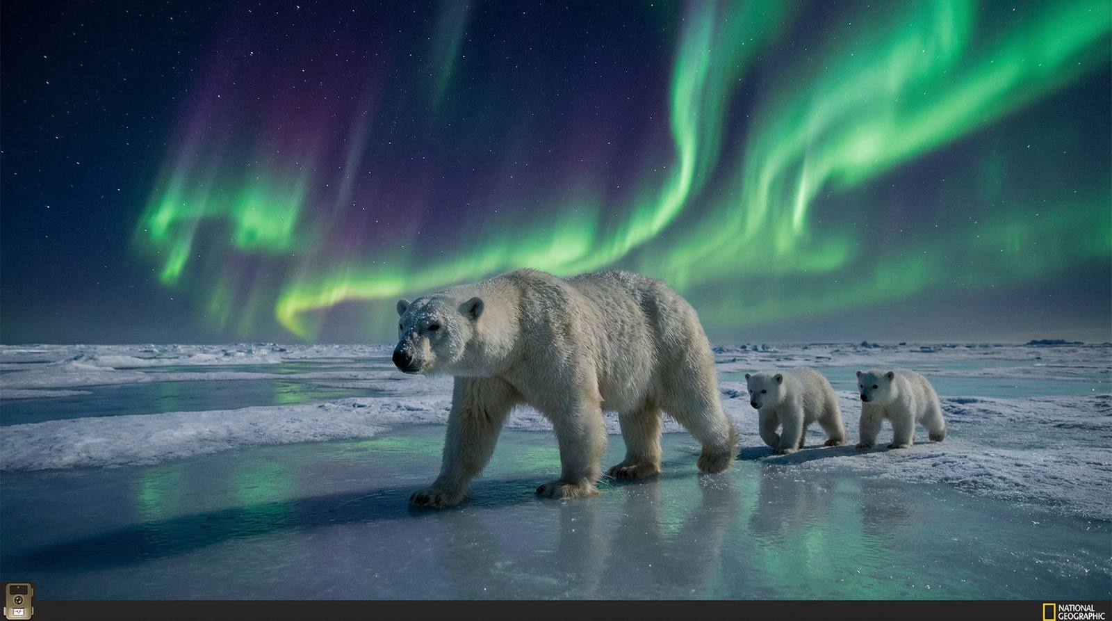 黑料北极熊视频